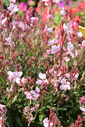Steffi Blush Pink Gaura (Gaura lindheimeri 'Steffi Blush Pink') at Lakeshore Garden Centres