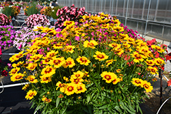 Solanna Sunset Bright Tickseed (Coreopsis grandiflora 'Solanna Sunset Bright') at Lakeshore Garden Centres