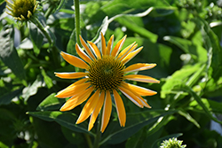 Prairie Blaze Golden Yellow Coneflower (Echinacea purpurea 'Prairie Blaze Golden Yellow') at Lakeshore Garden Centres