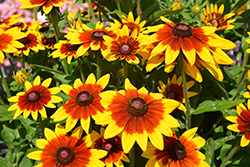 Sunbeckia Mia Coneflower (Rudbeckia hirta 'Mia') at Lakeshore Garden Centres