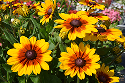 Sunbeckia Luna Coneflower (Rudbeckia hirta 'Luna') at Lakeshore Garden Centres