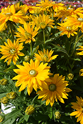 Sunbeckia Laura Coneflower (Rudbeckia hirta 'Laura') at Lakeshore Garden Centres