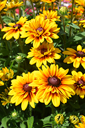 Carla Coneflower (Rudbeckia hirta 'Carla') at Lakeshore Garden Centres