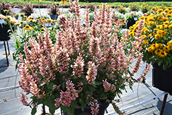 Pink Pearl Hyssop (Agastache 'Pink Pearl') at Peter Knippel Garden Centre