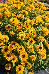 Lion Cub Coneflower (Rudbeckia 'Lion Cub') at Lakeshore Garden Centres