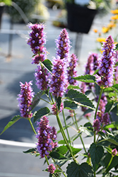 Beelicious Purple Hyssop (Agastache 'Agapd') at Lakeshore Garden Centres