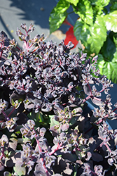 After Dark Stonecrop (Sedum 'After Dark') at Lakeshore Garden Centres