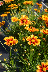Lil' Bang Firewheel Tickseed (Coreopsis 'Firewheel') at Lakeshore Garden Centres