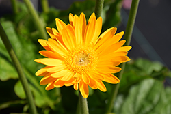Garvinea Sweet Smile Gerbera (Gerbera 'Garvinea Sweet Smile') at Lakeshore Garden Centres