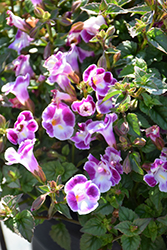 Summer Wave Bouquet Deep Rose Torenia (Torenia 'Summer Wave Bouquet Deep Rose') at Lakeshore Garden Centres