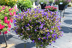 Summer Wave Bouquet Deep Blue Torenia (Torenia 'Summer Wave Bouquet Deep Blue') at Lakeshore Garden Centres