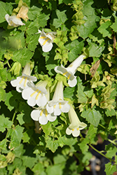 Lofos Compact White Creeping Gloxinia (Lophospermum 'Lofos Compact White') at Lakeshore Garden Centres