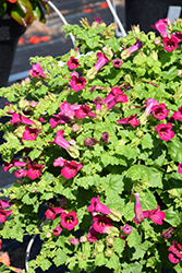 Lofos Compact Rose Creeping Gloxinia (Lophospermum 'Lofos Compact Rose') at Lakeshore Garden Centres
