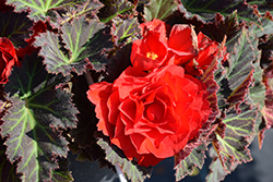 Nonstop Mocca Red Begonia (Begonia 'Nonstop Mocca Red') at Lakeshore Garden Centres