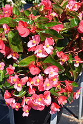 Big Deep Pink Green Leaf Begonia (Begonia 'Big Deep Pink Green Leaf') at Lakeshore Garden Centres