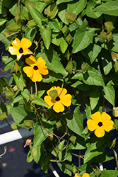 Sunny Susy Apricot Black-Eyed Susan (Thunbergia alata 'Sunny Susy Apricot') at Lakeshore Garden Centres