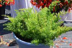 FuzzyFern Frizz Asparagus Fern (Asparagus densiflorus 'Frizz') at Lakeshore Garden Centres
