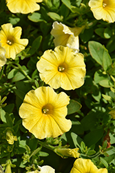 Caliburst Yellow Petchoa (Petchoa 'PAS1553948') at Lakeshore Garden Centres