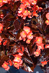 BabyWing Red Bronze Leaf Begonia (Begonia 'BabyWing Red Bronze Leaf') at Lakeshore Garden Centres