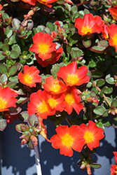 Cupcake Carrot Portulaca (Portulaca grandiflora 'Cupcake Carrot') at Lakeshore Garden Centres