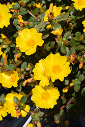 Cupcake Upright Lemon Zest Portulaca (Portulaca grandiflora 'Cupcake Upright Lemon Zest') at Lakeshore Garden Centres
