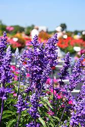 Icon Violet Salvia (Salvia 'Icon Violet') at Lakeshore Garden Centres