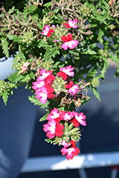Wicked Rad Red Verbena (Verbena 'Wicked Rad Red') at Lakeshore Garden Centres