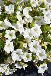 Durabloom White Petunia (Petunia 'Durabloom White') at Lakeshore Garden Centres