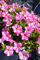 Peppy Pink Vein Petunia (Petunia 'Peppy Pink Vein') at Lakeshore Garden Centres