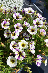 Potunia Plus Blueberry Muffin Petunia (Petunia 'Potunia Plus Blueberry Muffin') at Lakeshore Garden Centres