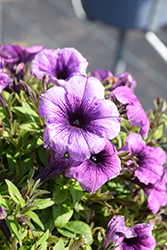 Potunia Plus Blue Vein Petunia (Petunia 'Potunia Plus Blue Vein') at Lakeshore Garden Centres