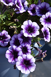 Potunia Plus Denim Petunia (Petunia 'Potunia Plus Denim') at Lakeshore Garden Centres