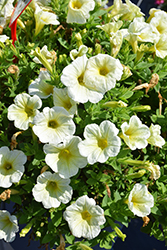 Potunia Plus Popcorn Petunia (Petunia 'Potunia Plus Popcorn') at Lakeshore Garden Centres