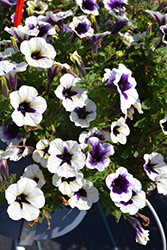 Potunia Plus Purple Halo Petunia (Petunia 'Potunia Plus Purple Halo') at Lakeshore Garden Centres