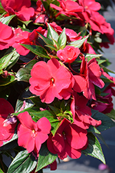 Petticoat Aubergine New Guinea Impatiens (Impatiens 'Petticoat Aubergine') at Lakeshore Garden Centres