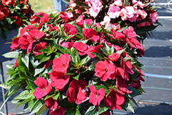 Petticoat Aubergine New Guinea Impatiens (Impatiens 'Petticoat Aubergine') at Lakeshore Garden Centres