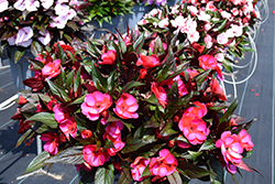 Petticoat Blue Star New Guinea Impatiens (Impatiens 'Petticoat Blue Star') at Lakeshore Garden Centres