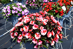 Petticoat Cherry Star New Guinea Impatiens (Impatiens 'Petticoat Cherry Star') at Lakeshore Garden Centres