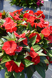 Petticoat Dark Red New Guinea Impatiens (Impatiens 'Petticoat Dark Red') at Lakeshore Garden Centres