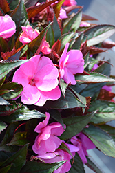 Petticoat Lavender New Guinea Impatiens (Impatiens 'Petticoat Lavender') at Lakeshore Garden Centres