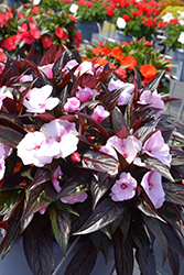 Petticoat Neon Night New Guinea Impatiens (Impatiens 'Petticoat Neon Night') at Lakeshore Garden Centres