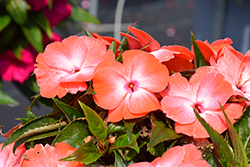 Petticoat Orange Orchid New Guinea Impatiens (Impatiens 'Petticoat Orange Orchid') at Lakeshore Garden Centres