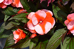 Petticoat Orange Star New Guinea Impatiens (Impatiens 'Petticoat Orange Star') at Lakeshore Garden Centres