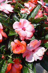 Petticoat Orange Swirl New Guinea Impatiens (Impatiens 'Petticoat Orange Swirl') at Lakeshore Garden Centres