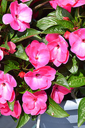Petticoat Pink Charme New Guinea Impatiens (Impatiens 'Petticoat Pink Charme') at Lakeshore Garden Centres