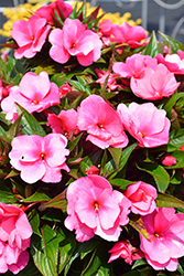 Petticoat Pink Punch New Guinea Impatiens (Impatiens 'Petticoat Pink Punch') at Lakeshore Garden Centres