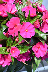 Petticoat Purple New Guinea Impatiens (Impatiens 'Petticoat Purple') at Lakeshore Garden Centres