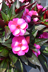 Petticoat Purple Star New Guinea Impatiens (Impatiens 'Petticoat Purple Star') at Lakeshore Garden Centres