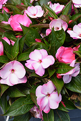 Petticoat Pink Berry New Guinea Impatiens (Impatiens 'Petticoat Pink Berry') at Lakeshore Garden Centres