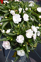 Wild Romance White New Guinea Impatiens (Impatiens 'Wild Romance White') at Lakeshore Garden Centres